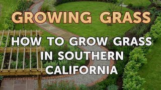 How to Grow Grass in Southern California [upl. by Strohbehn845]