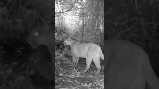 Vida selvagem em sua essência encontros raros e momentos únicos capturados na mata animals java [upl. by Acsisnarf981]