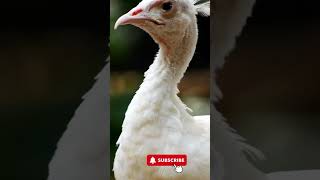 White peacock opening feathers The most beautiful white peacock [upl. by Paver243]