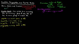 Amino Acids Part 5 of 5  Peptides Polypeptides and Peptide Bonds [upl. by Atinele]