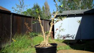 How to create a Boxwood Bonsai Part 2 Final Pruning and potting [upl. by Aytida398]