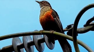 Sabiá laranjeira cantando na natureza [upl. by Emirak596]