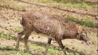 Tierfilm für Kinder von 13 [upl. by Ahsiak]