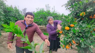 EN COMPAÑIA DE LA PATRONA EPIFANIA COSECHAMOS MANDARINA 👩‍🌾🍊🍊👋🇵🇪🌞 [upl. by Anaibib]