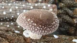 Timelapse Growth of Shiitake Mushroom [upl. by Yelknirb]