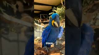 Hyacinth macaw bird  Hyacinth macaw price [upl. by Taryn28]