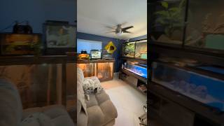 My Reptile Room🦎reptile reptiles reptileroom animals pets mancave fyp [upl. by Kienan]