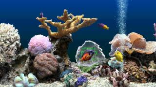 SereneScreen Marine Aquarium 3D [upl. by Einahpats847]