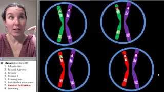 Meiosis 7 Random fertilization [upl. by Leahcimnoj91]