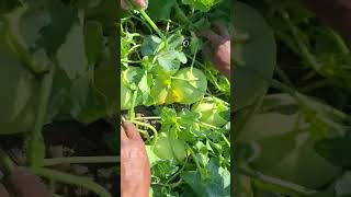 Growing Super Sweet Melon Farming shorts supersweet melon [upl. by Ahseek]