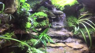 Paludarium Waterfall update [upl. by Retsim113]