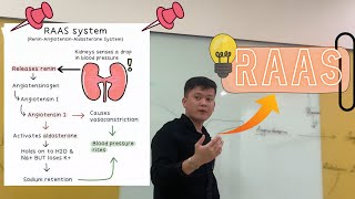 RAAS System  Renin Angiotensin Aldosterone sistemasi [upl. by Pembroke662]