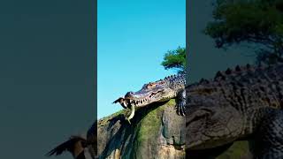 Crocodile eats snake on cliff eagle stands waiting for food [upl. by Akimit]