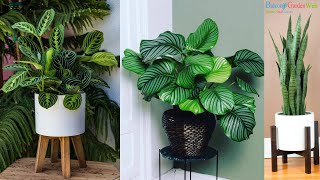 10 Plants that Grow Without Sunlight  Best Indoor Plants  Houseplants [upl. by Isabea]