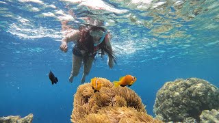 Snorkelingmaldives snorkeling travel [upl. by Auqenes806]