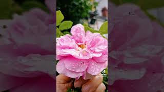 quotDYINGquot ROSES OF LOVE ON MY ADORABLE PINK ROSE BUSH IN WALES🏴󠁧󠁢󠁷󠁬󠁳󠁿💗🌹🏴󠁧󠁢󠁷󠁬󠁳󠁿🌹💗🌹💗🌹🏴󠁧󠁢󠁷󠁬󠁳󠁿🇬🇧 [upl. by Veta]