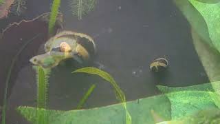 103024 My fat Kubotai Rasbora photobombing the snails [upl. by Wolenik]