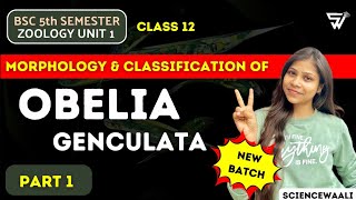 Introduction of OBELIA  OBELIA genculata  Protozoa to Coelentrate  BSc 5th Semester ZOOLOGY [upl. by Karmen77]