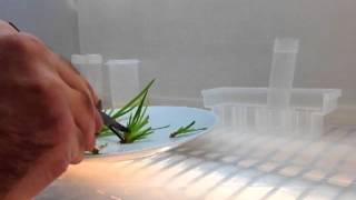 Plant tissue culture cloning clean hood transfers [upl. by Agrippina]