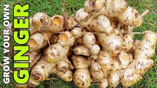 How to Grow GINGER In Beds Containers amp Different Climates [upl. by Salim790]