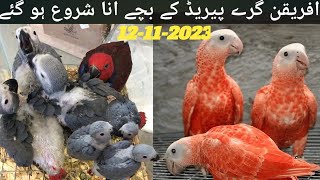 african gray parrot baby price in pakistan  congo african gray parrot  african gray parrot baby [upl. by Nahshon]