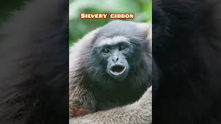 Silvery gibbongibbonsanimalsoundsmammalsmamatv [upl. by Nanji]