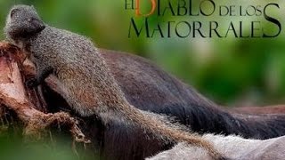 El Diablo de los Matorrales Meloncillo Ibérico [upl. by Bazar]