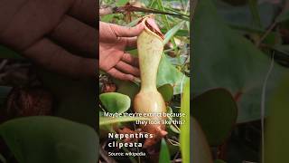 This Plant Is Functionally Extinct In The Wild  Nepenthes clipeata [upl. by Akimal]