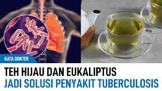 Herbal Teh Hijau Dengan Minyak Eukaliptus Jadi Solusi Penyakit Tuberkulosis TBC  Kata Dokter [upl. by Arymas]