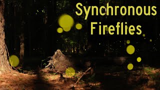 Synchronous Fireflies Near Congaree National Park [upl. by Vorster662]