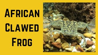 African Clawed Frog Care Guide [upl. by Alick96]