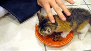 Kitten VERY Protective of her Food [upl. by Shelton]