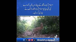 Leopard in the Margalla hills sighted after long time [upl. by Laura]