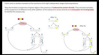 Calvin cycle OCR A ALevel Biology Revision 521 Photosynthesis [upl. by Marceau]