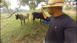 Iniciando uma engorda com três Vacas no cocho [upl. by Anica]