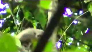 The Titi Monkeys of Pucunucho [upl. by Laurentium]