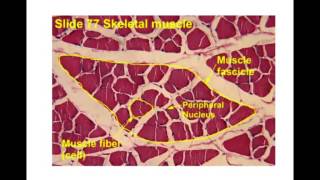 muscle histology [upl. by Xylina]