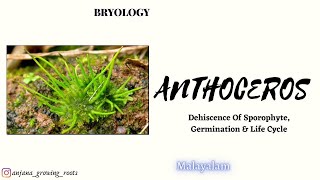 Life Cycle Of Anthoceros  Malayalam  Dehiscence Of Sporophite  Germination Of Spore [upl. by Kahle]