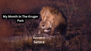 The Kruger National Park  Satara [upl. by Yelehsa472]