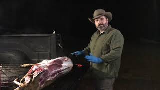 BEGINNER Tailgate Butchering of a Deer  How to Prepare Deer Meat  Teach a Man to Fish [upl. by Kudva]