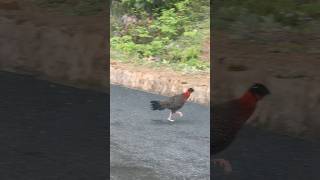 Tragopan at Ura Bypass Bumthang bhutan travel [upl. by Verla686]