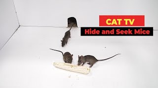 Cat TV 🐀 Mice for Cats to Watch with Sound [upl. by Theressa]