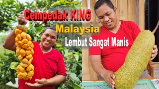 REVIEW CEMPEDAK KING MALAYSIA  CH28 [upl. by Donni]