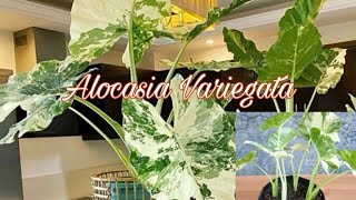 How to Grow and Propagation Alocasia Variegated [upl. by Hars]