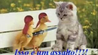 Animais EngraçadosFunny Animals [upl. by Nitsruk901]