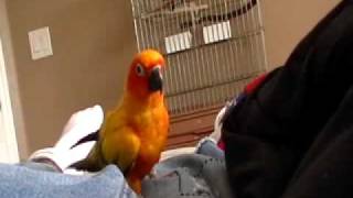 Farting Sun Conure [upl. by Keyte]