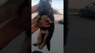 Germany puppy dog dog doglover dogs germanshepherd puppy good friends animals mood [upl. by Eislel911]