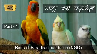 Birds of paradise foundation NGO part 1 [upl. by Amethist799]