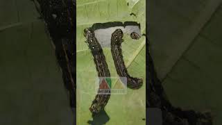 spodoptera litura atau ulat grayak dan insektisida endure pertanian ulat ulatgrayak pestisida [upl. by Sitrik]