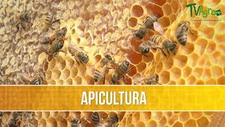 Como Desarrollar un Proyecto Apicola Artesanal  TvAgro por Juan Gonzalo Angel [upl. by Pincince]